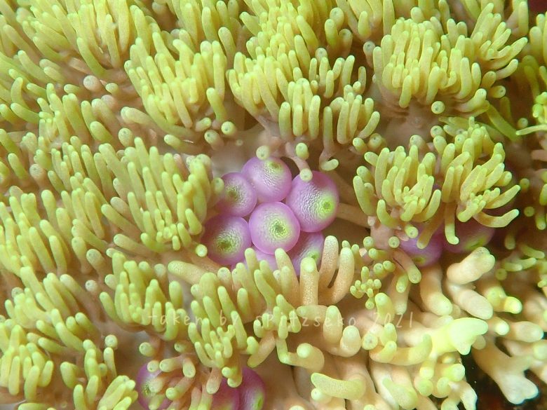 ミノイソギンチャク