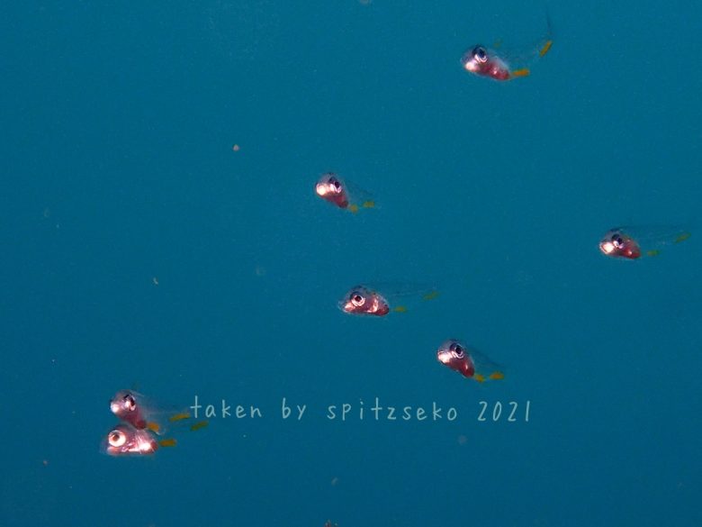 ナミスズメダイ