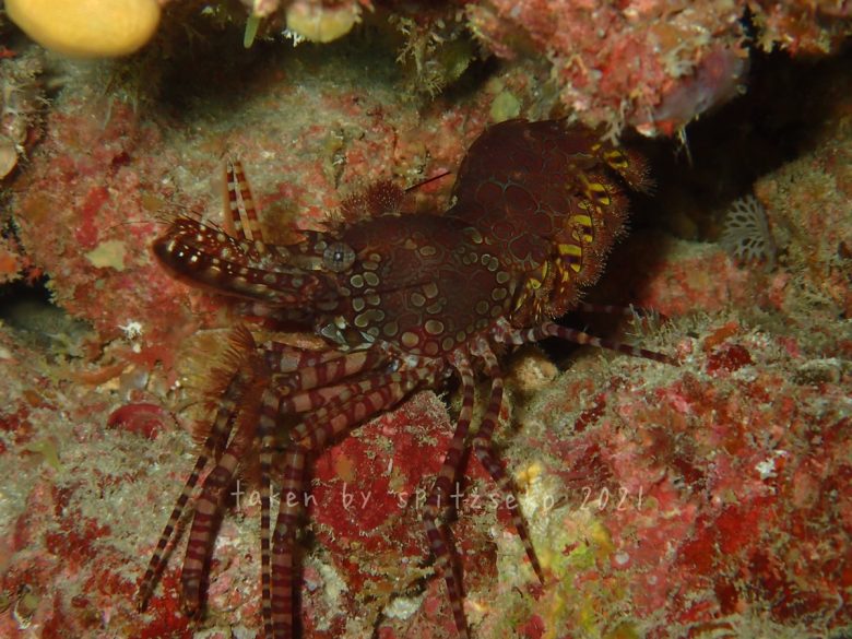 フシウデサンゴモエビ