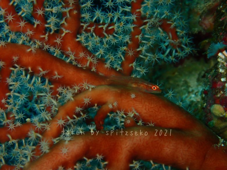 セボシウミタケハゼかな