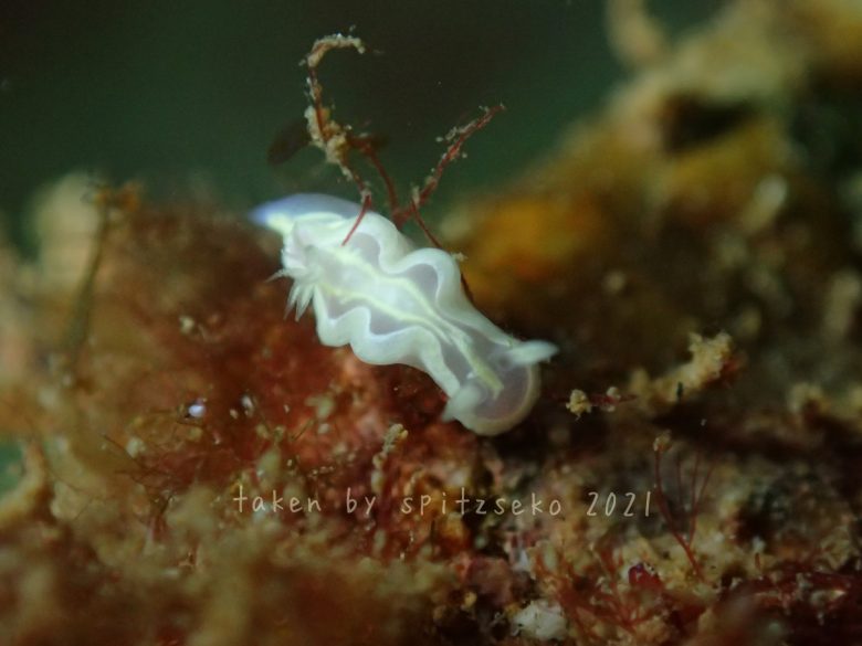 ウスフジイロウミウシ