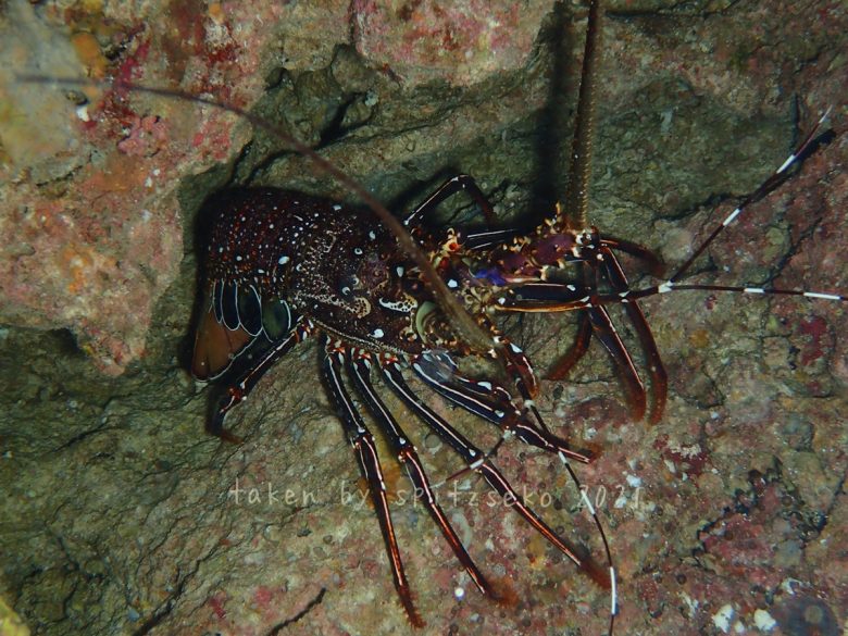 カノコイセエビ