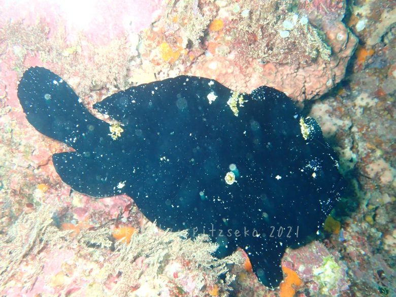 オオモンカエルアンコウ