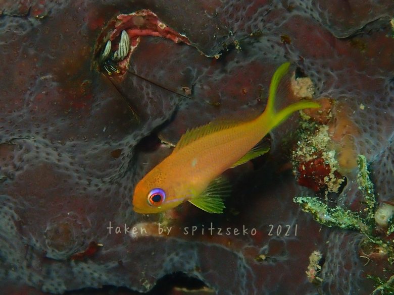 キンギョハナダイ