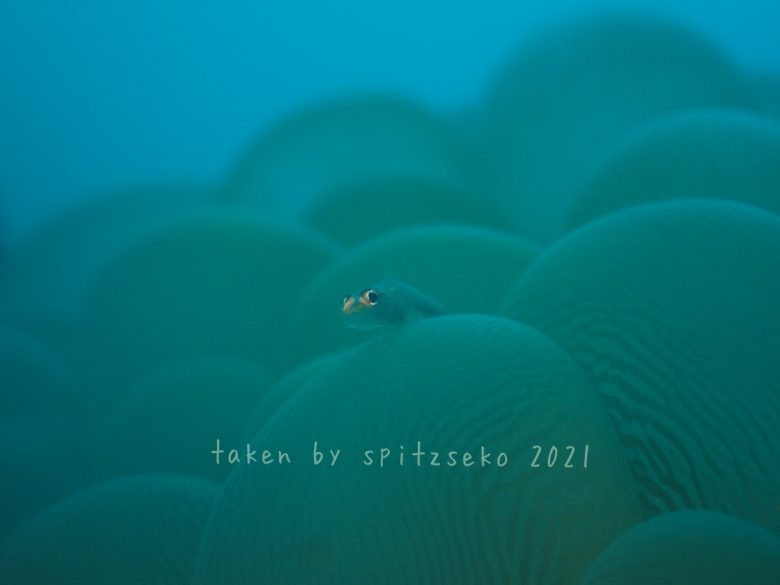 アカスジウミタケハゼかな