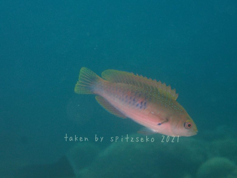 クロヘリイトヒキベラ