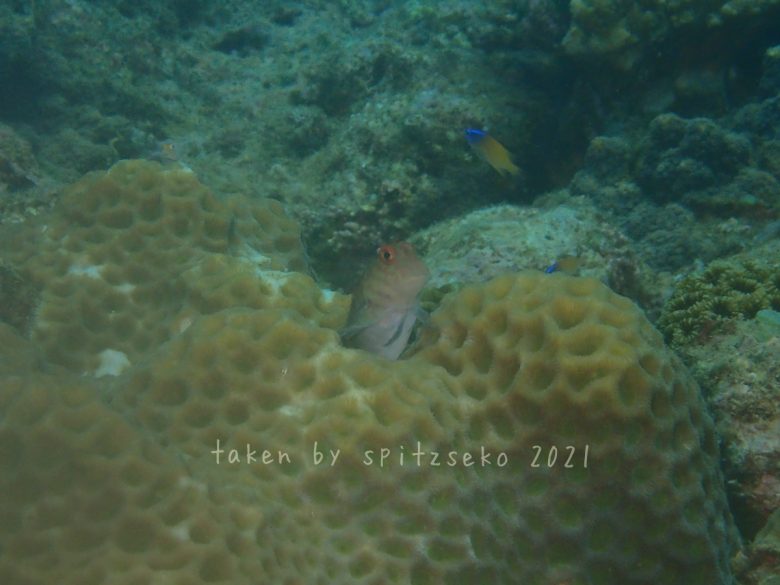 ミノカエルウオ