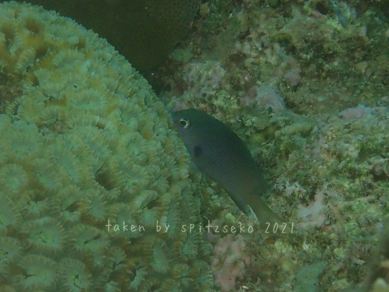 フチドリスズメダイ