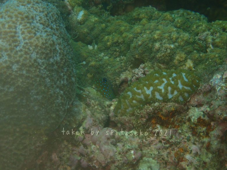 ルリホシスズメダイ