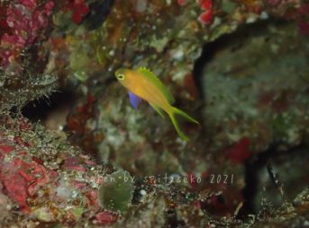 スミレナガハナダイ子供