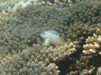 セダカギンポ子供