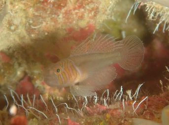 フトスジイレズミハゼ