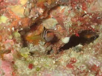 コクハンアラ子供