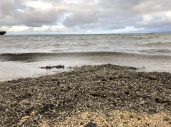 2022/1/24現在マリブビーチ軽石状況