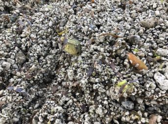 2022/1/25現在マリブビーチ軽石状況