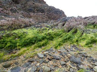 2022/2/19現在沖縄恩納村マリブビーチ東端のアーサー