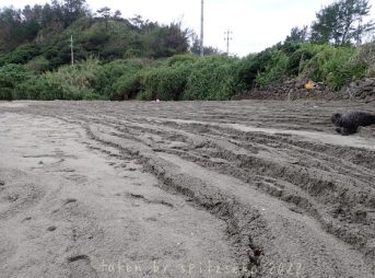 2022/2/20現在沖縄恩納村マリブビーチ最西端の軽石状況