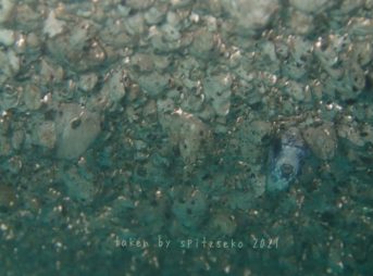 2021/11/20軽石下のアミモンガラ