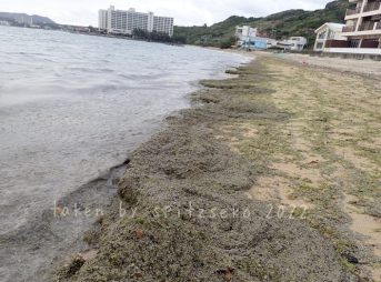 2022/3/7現在、沖縄恩納村マリブビーチ西端の軽石状況