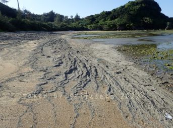 2022/3/8現在、沖縄恩納村マリブビーチ西端の軽石状況