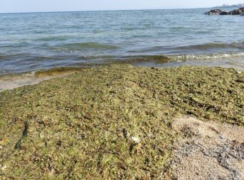 2022/3/9現在、沖縄恩納村マリブビーチ東端の軽石状況
