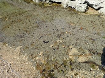 2022/3/12現在、沖縄恩納村マリブビーチ西端の川の軽石状況