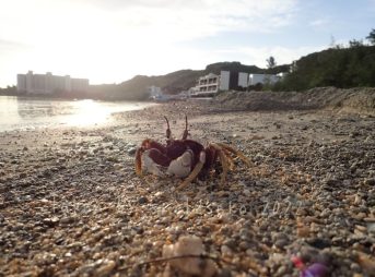 マリブビーチのカニさん