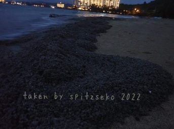 2022/3/19現在、沖縄恩納村マリブビーチ東端の軽石状況
