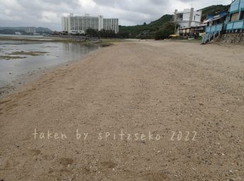 2022/3/21現在、沖縄恩納村マリブビーチ正面、出入り口付近の軽石状況