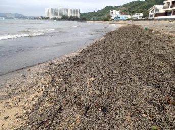 2022/3/27現在、沖縄恩納村マリブビーチ西端の軽石状況