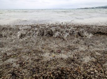 2022/3/28現在、沖縄恩納村マリブビーチ西端の軽石状況