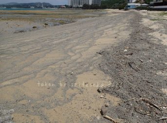 2022/4/16現在、沖縄恩納村マリブビーチ西端の軽石状況