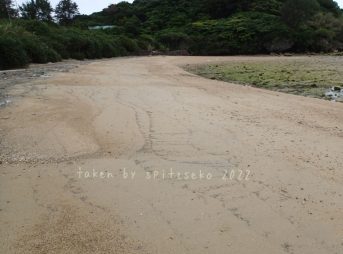 2022/4/18現在、沖縄恩納村マリブビーチ最西端の軽石状況