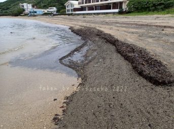 2022/5/9現在、沖縄恩納村マリブビーチ西端の軽石状況